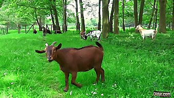 Un Couple Amateur Profite D'Un Cunnilingus En Plein Air